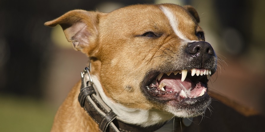 homeowners renters insurance dog bite