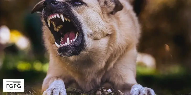 best poplar grove dog bite lawyer